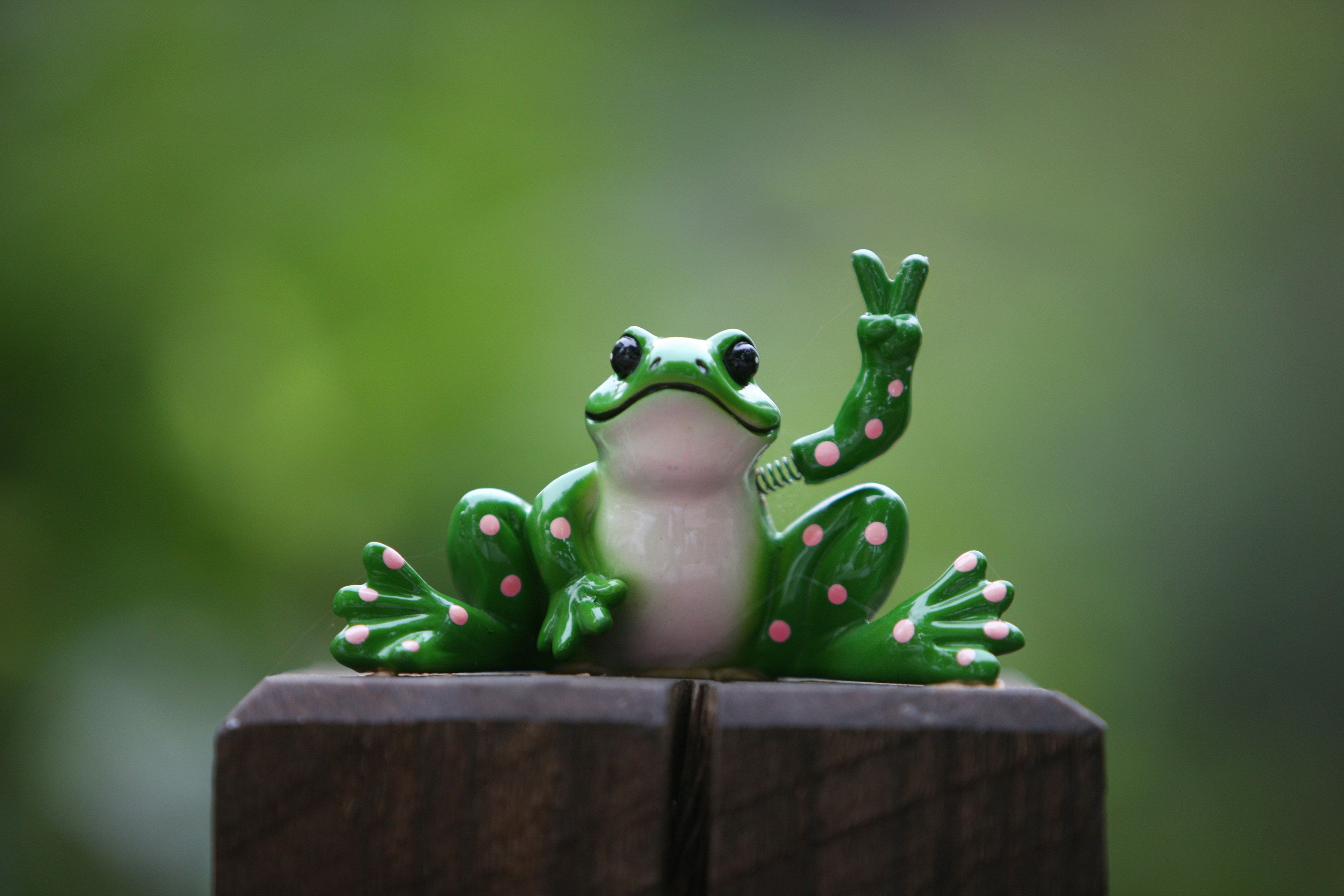 Frog Bottom